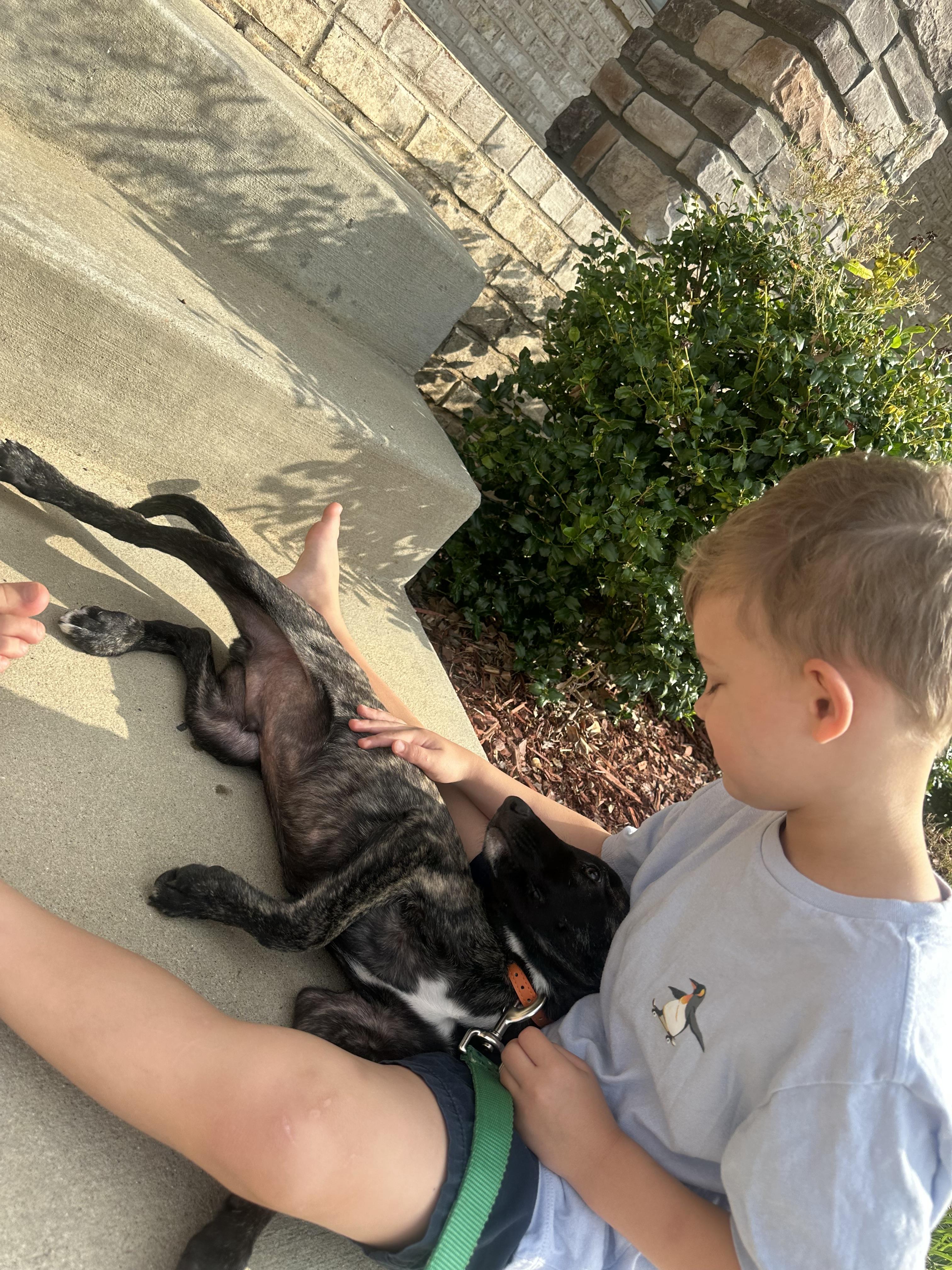 Enlarge Milton, an adoptable mixed breed in Mount Juliet, TN image 3/3