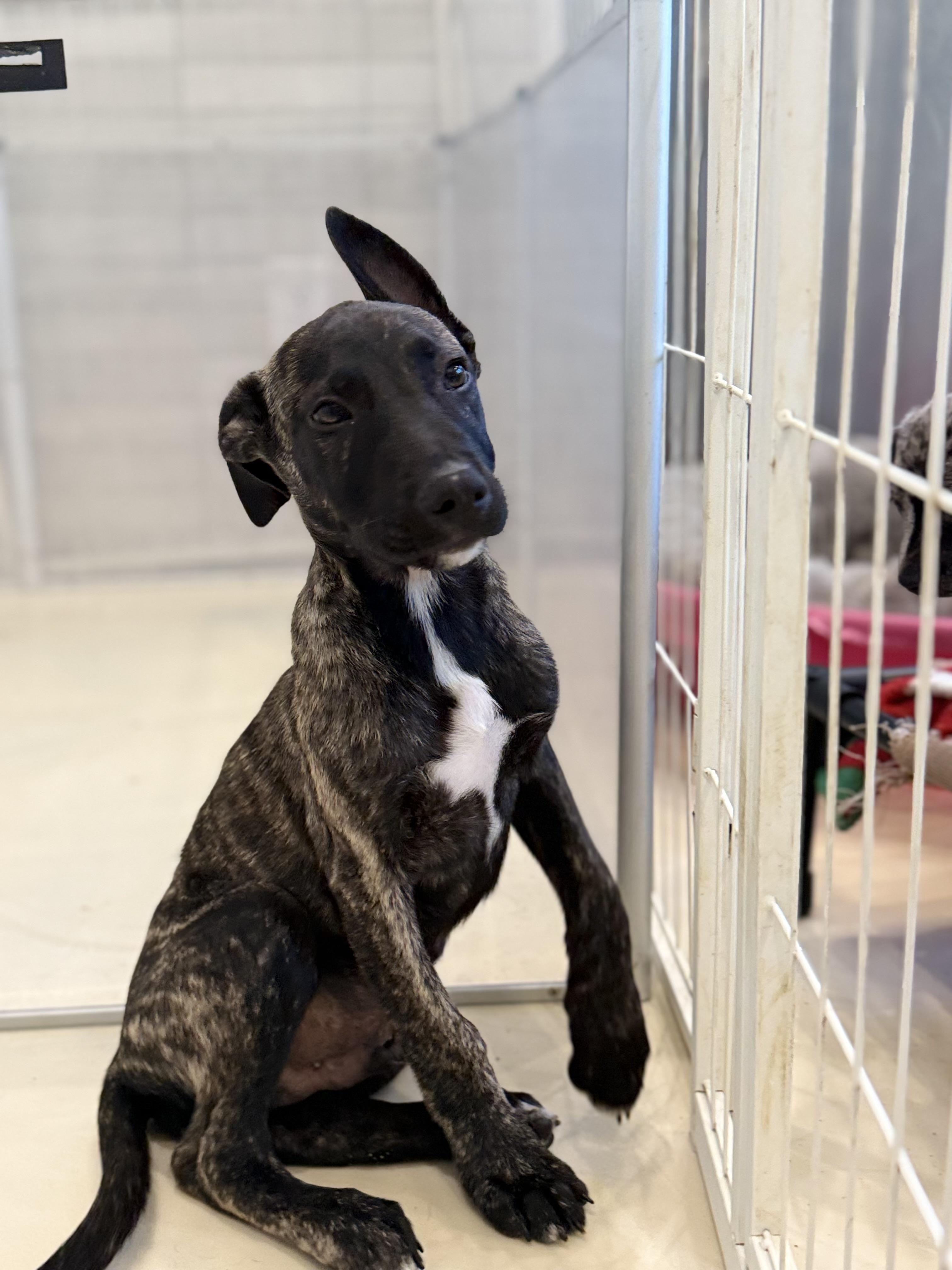 Milton, adoptable, Young Male American Staffordshire Terrier & Belgian Shepherd / Malinois.