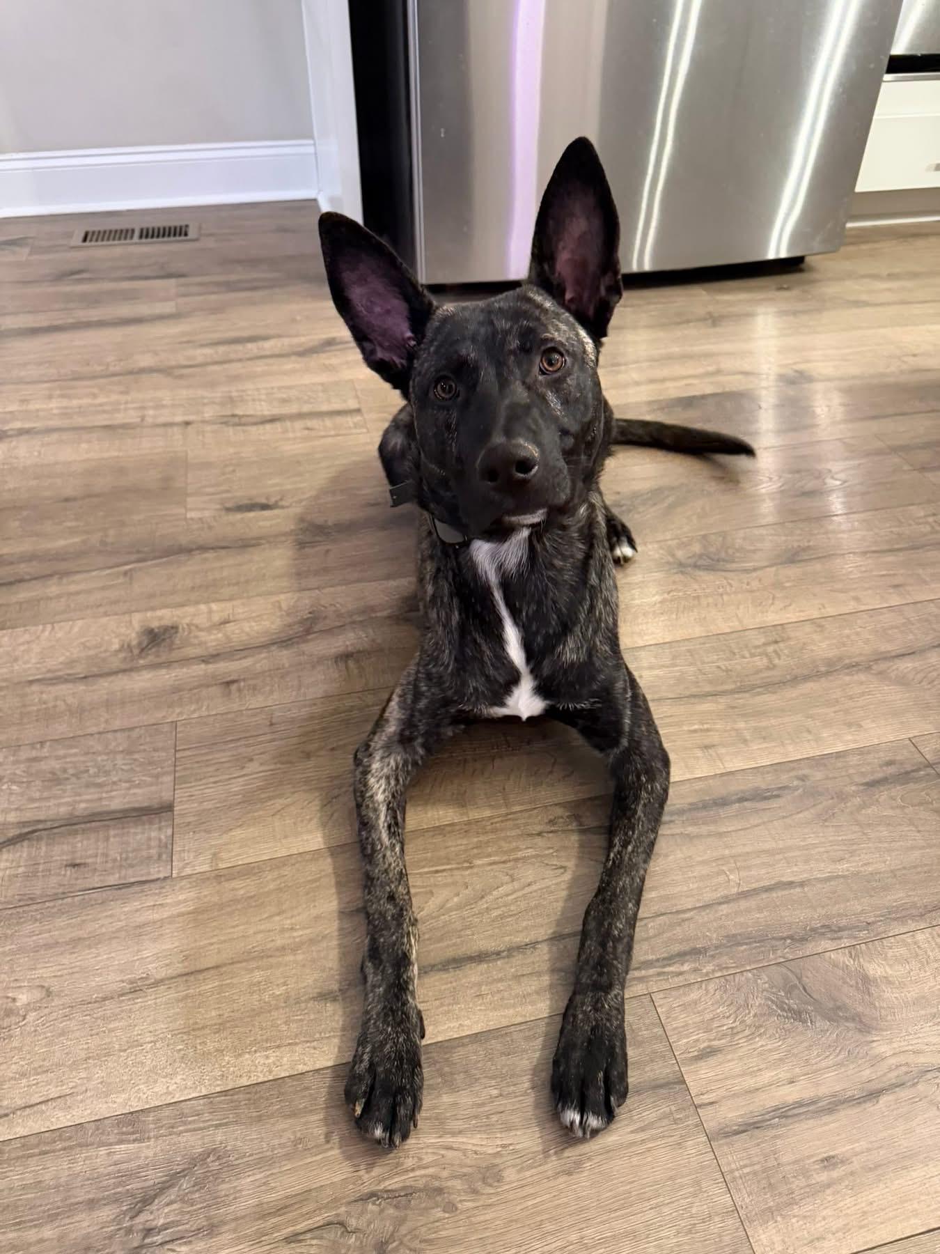 Enlarge Milton, an adopted mixed breed in Mount Juliet, TN image 5/6