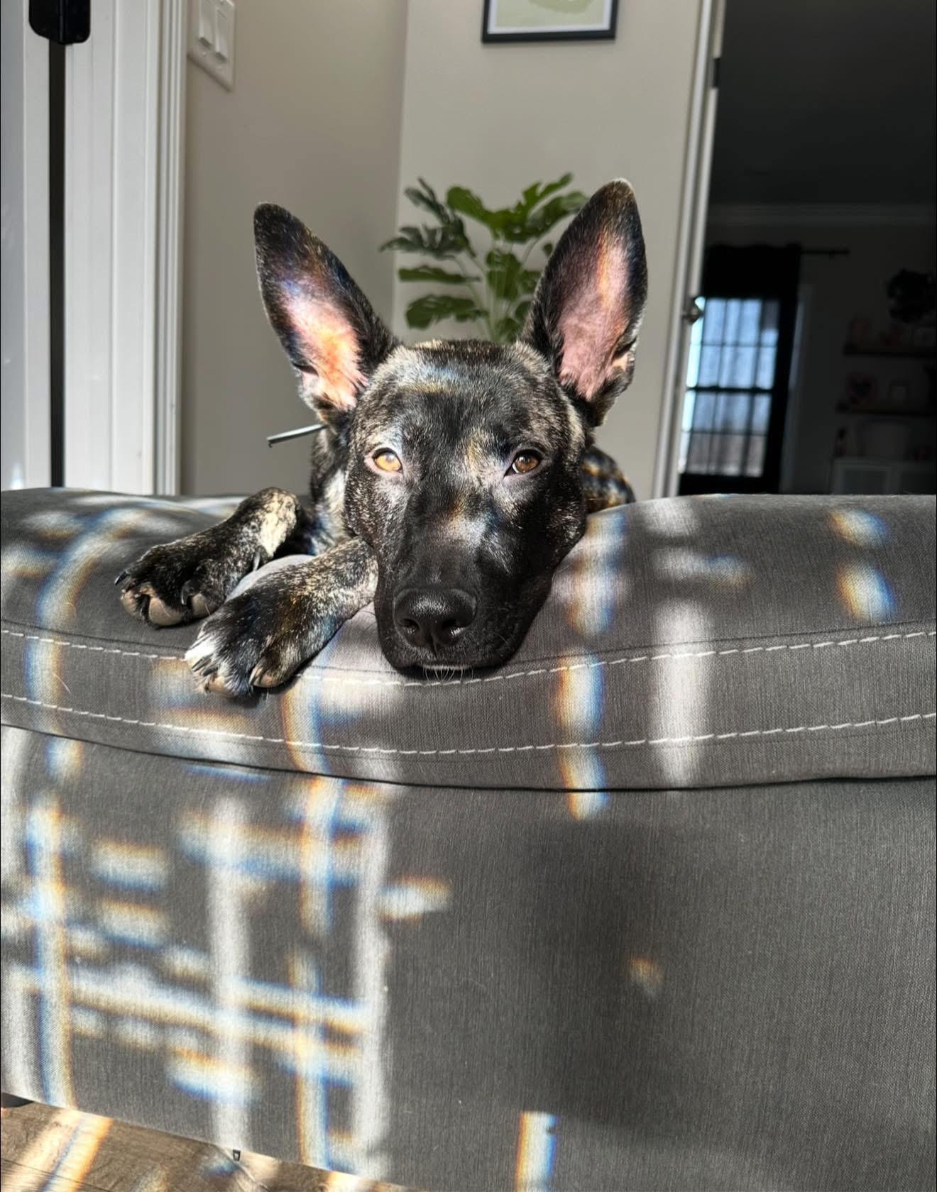 Enlarge Milton, an adopted mixed breed in Mount Juliet, TN image 6/6