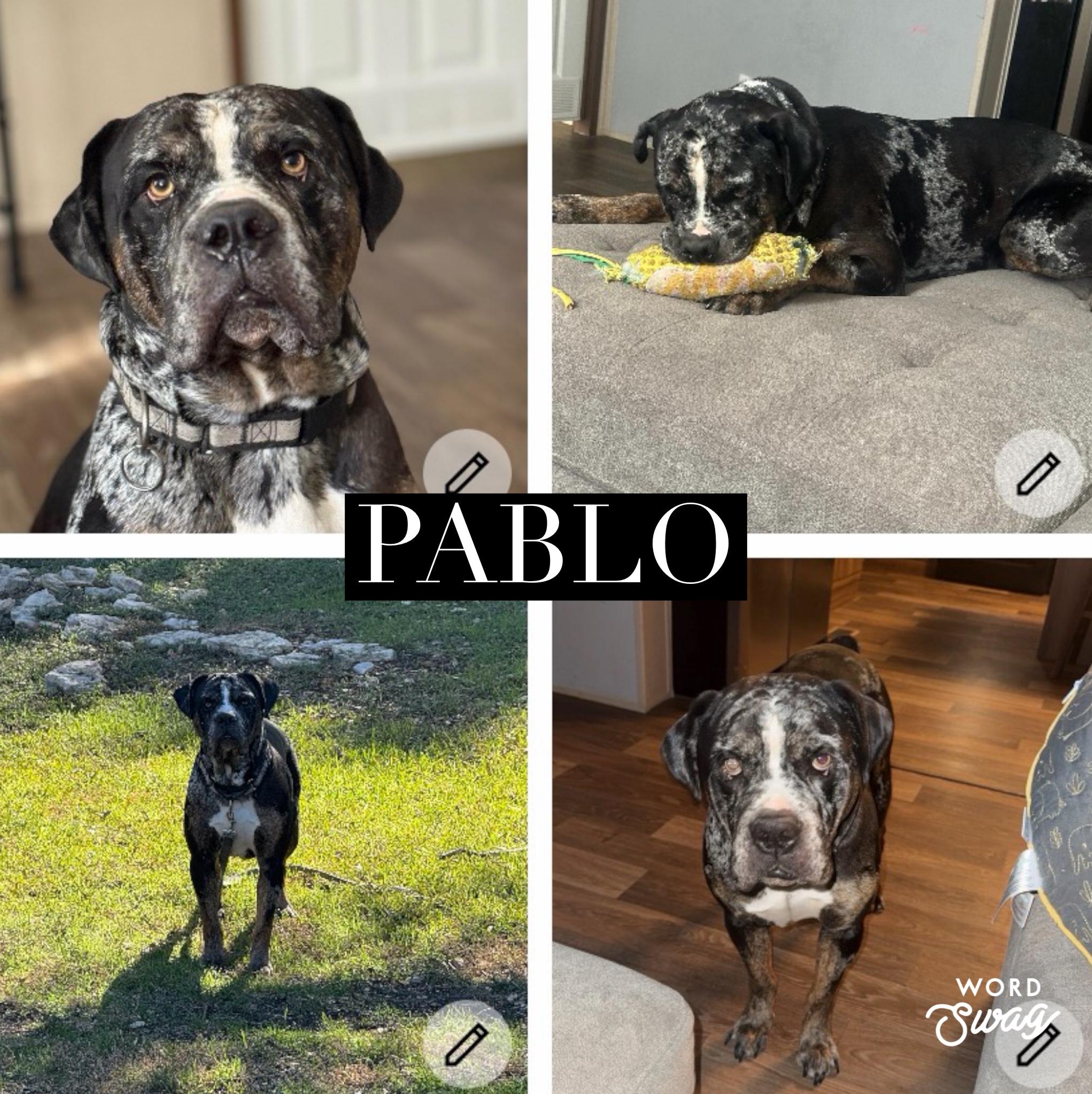 Pablo, Adoptable, Adult Male Bulldog & English Pointer.