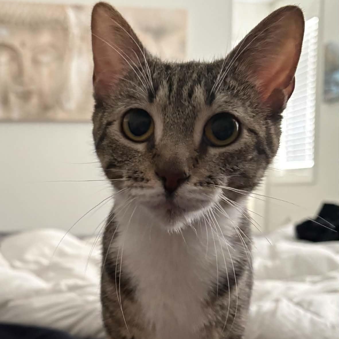 Lily - A Loving Little Shadow, a ADOPTABLE Domestic Short Hair in Hamilton, ON image 2/6