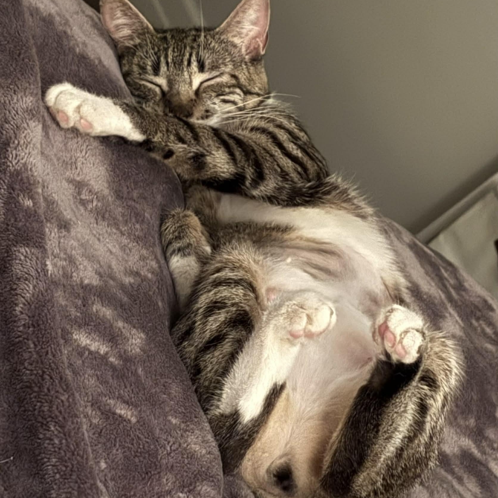Lily - A Loving Little Shadow, a ADOPTABLE Domestic Short Hair in Hamilton, ON image 6/6