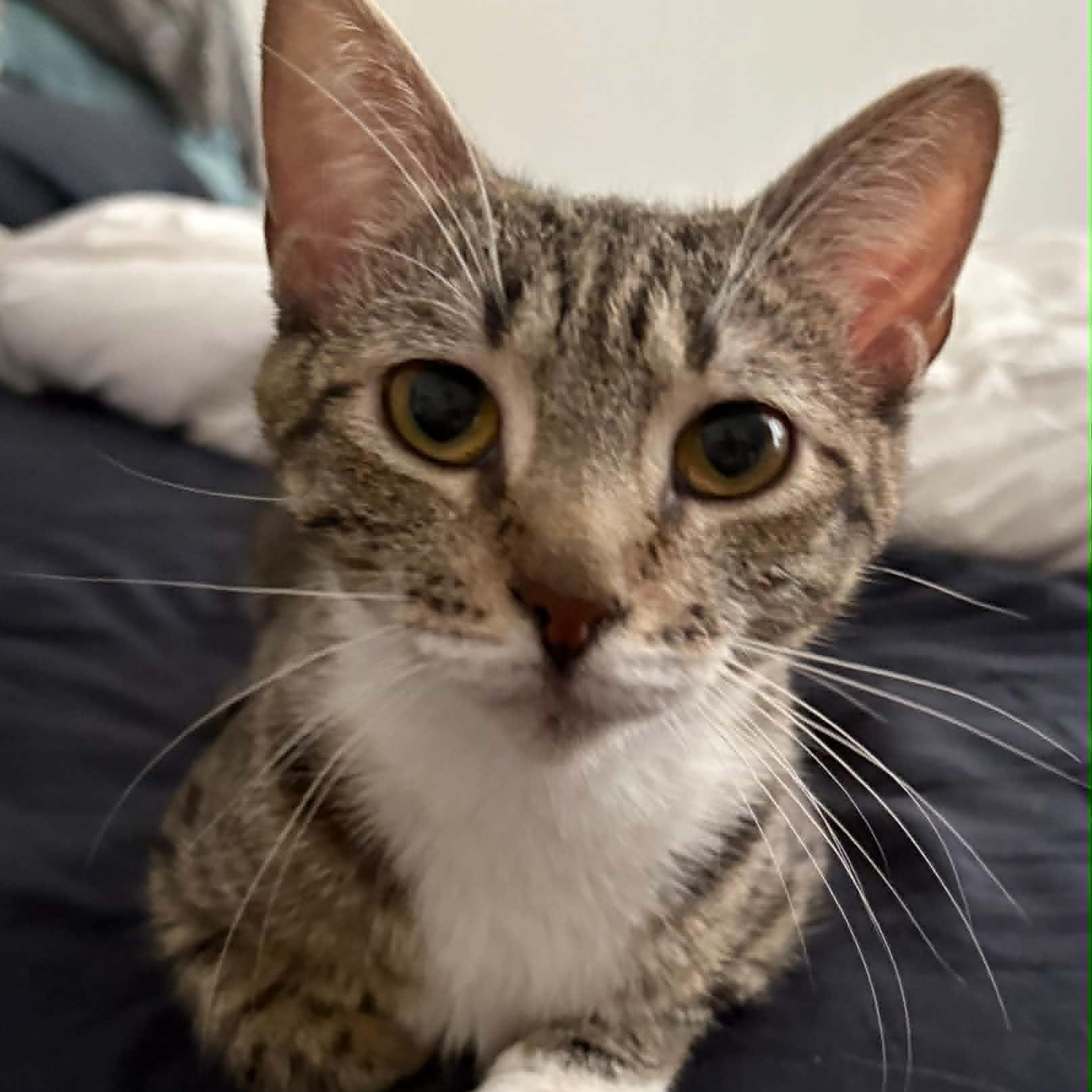 Lily - A Loving Little Shadow, a ADOPTABLE Domestic Short Hair in Hamilton, ON image 3/6