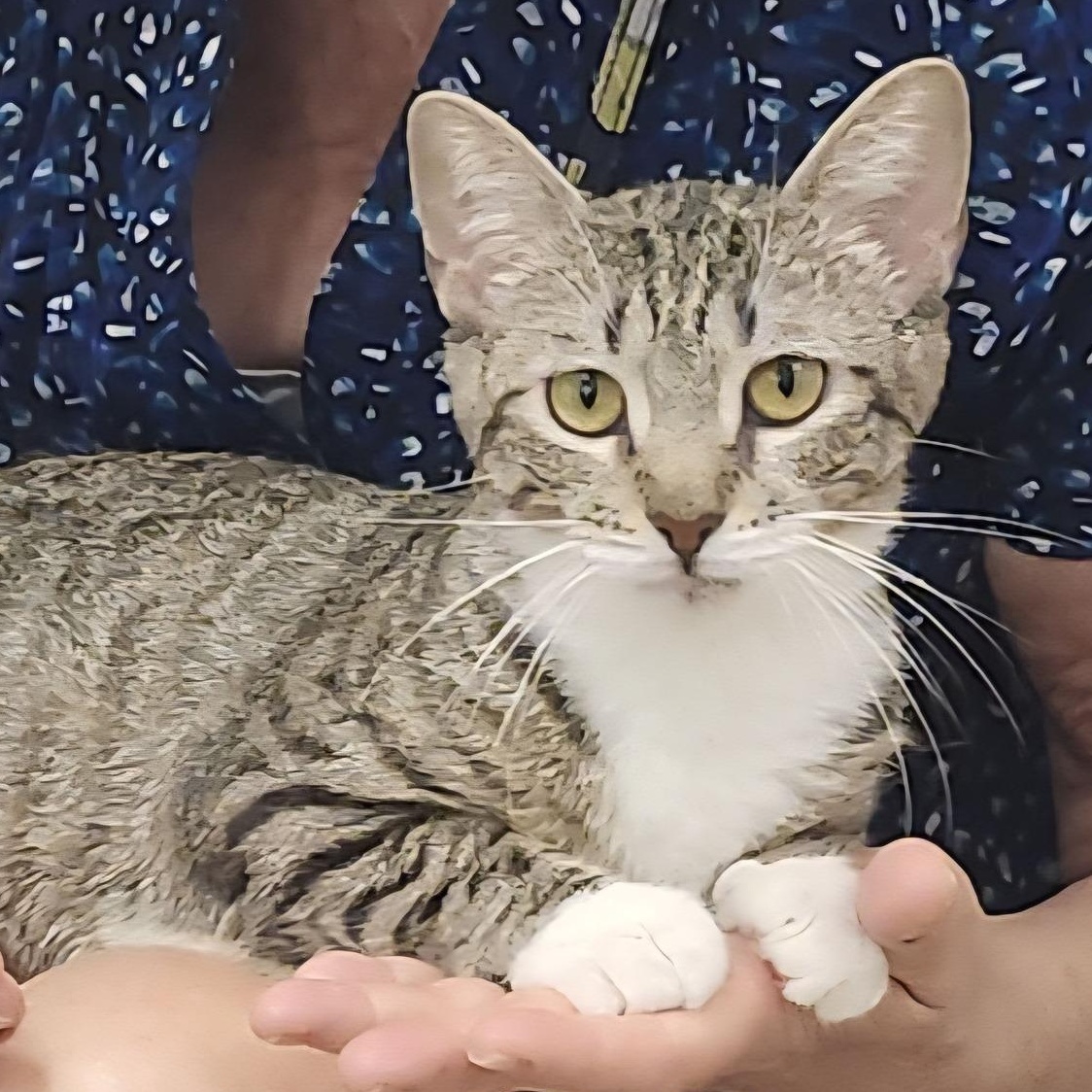 Lily - A Loving Little Shadow, a ADOPTABLE Domestic Short Hair in Hamilton, ON image 1/6