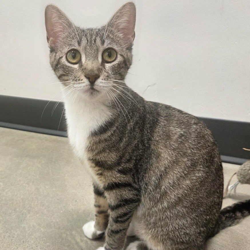 Lily - A Loving Little Shadow, a ADOPTABLE Domestic Short Hair in Hamilton, ON image 4/6