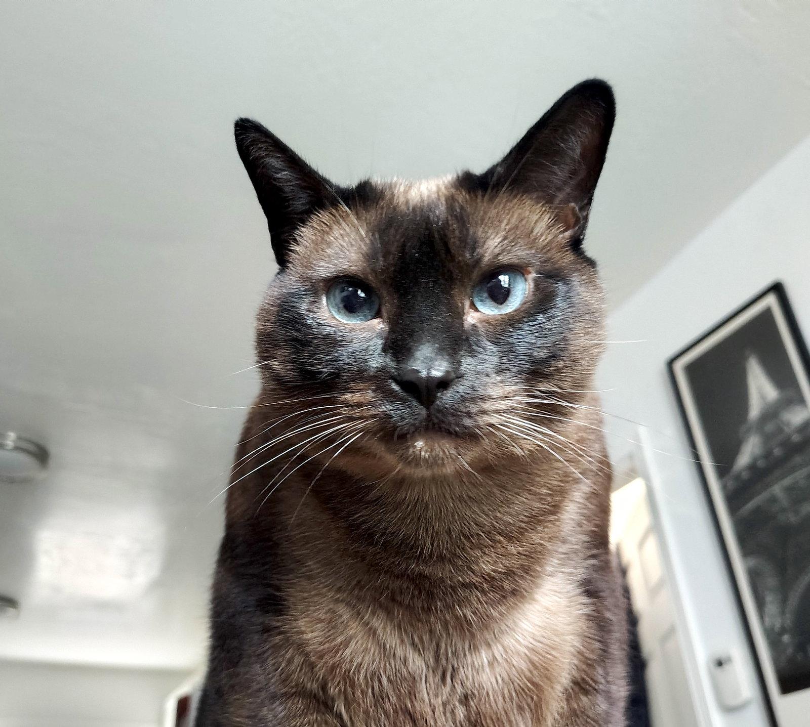Enlarge Mocha, a Adoptable mixed breed in Oakland, CA image 1/3