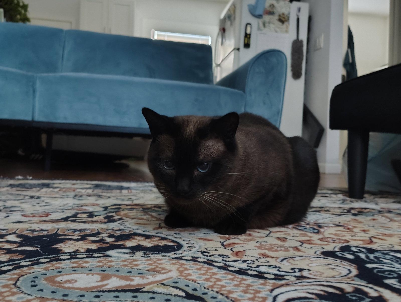 Mocha, Adoptable, Adult Female Siamese & Domestic Short Hair.