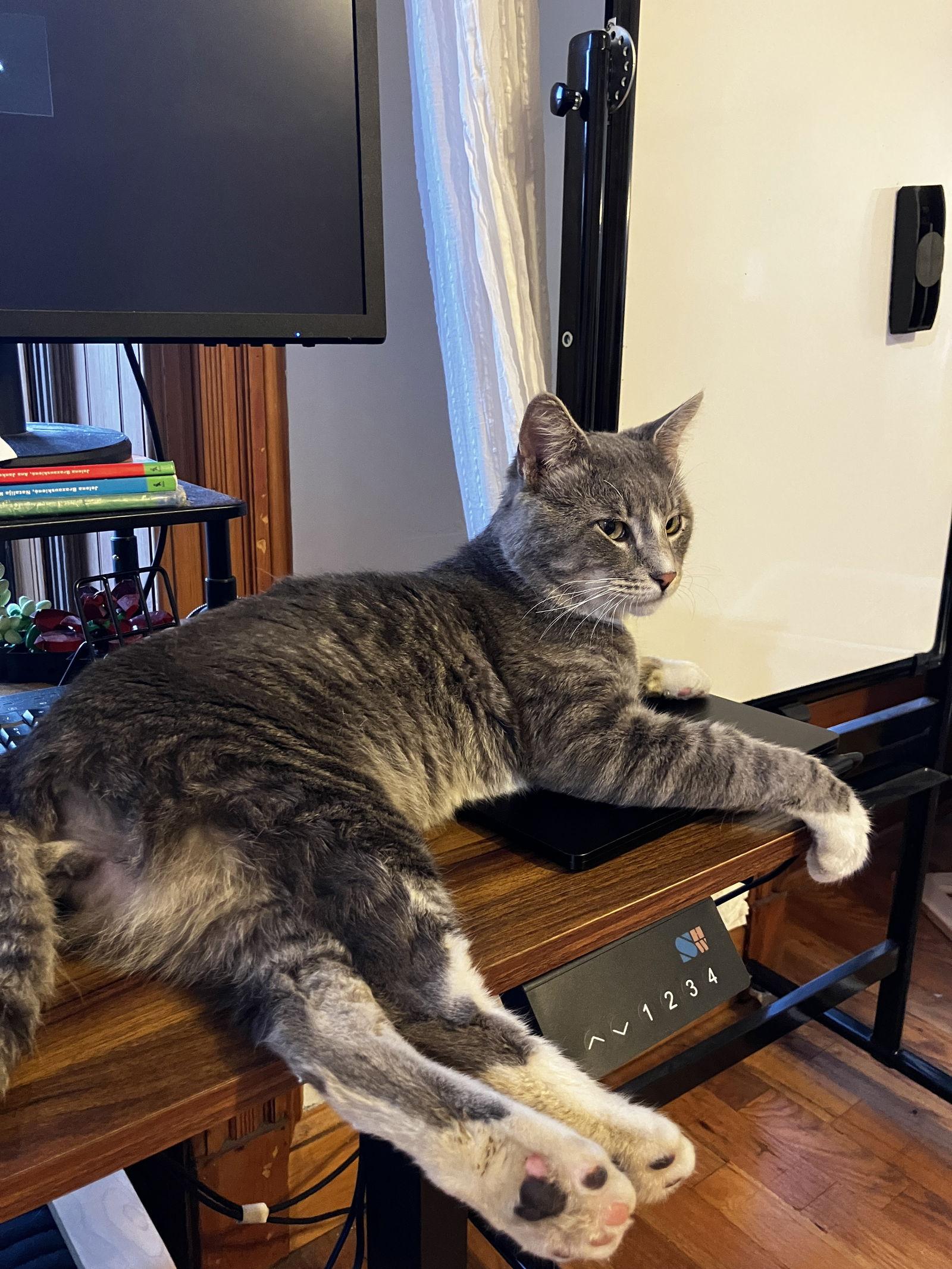 Enlarge Pink Francois, a Adoptable Domestic Short Hair in Brooklyn, NY image 1/3