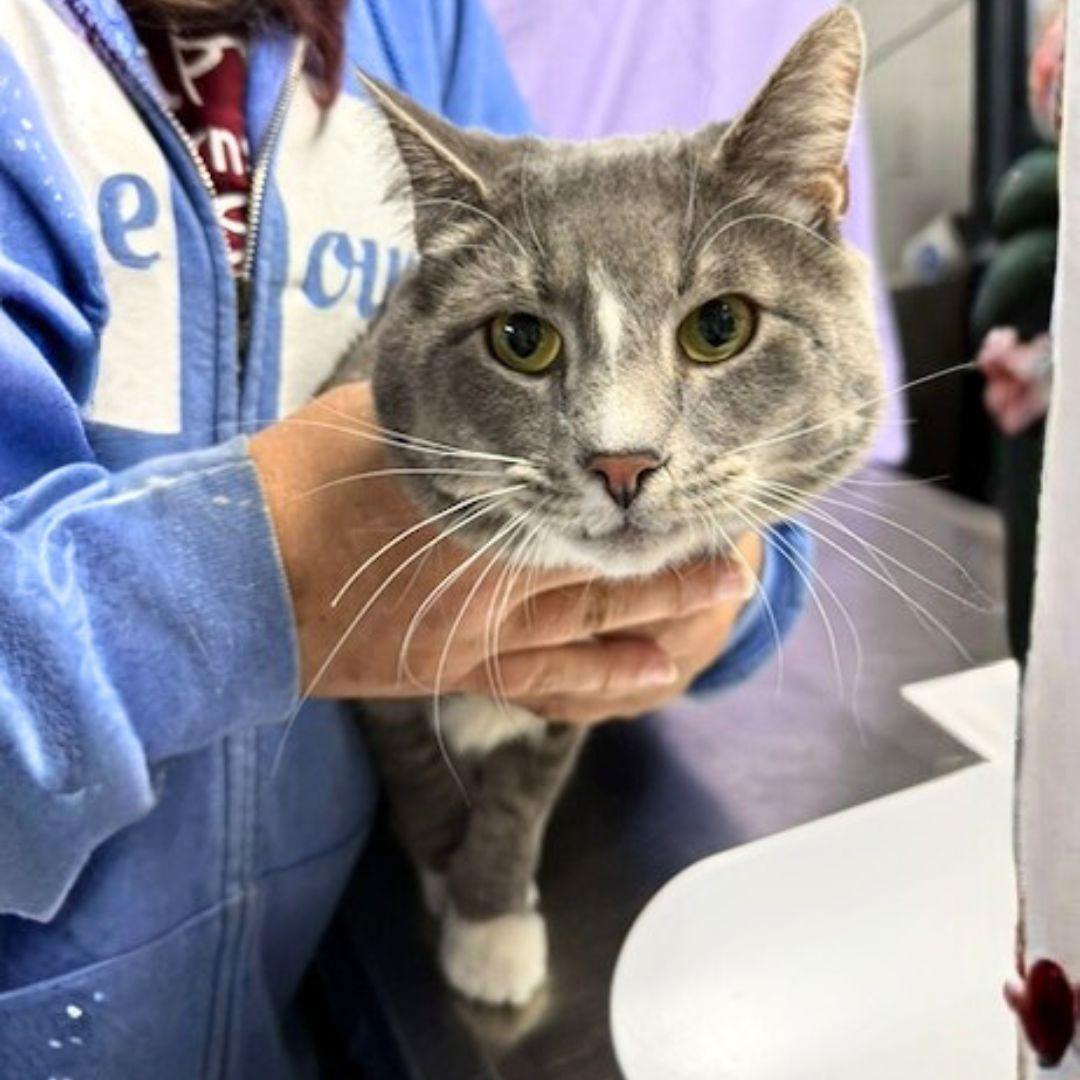 Enlarge Pink Floyd, a Adoptable Domestic Short Hair in Brooklyn, NY image 2/3