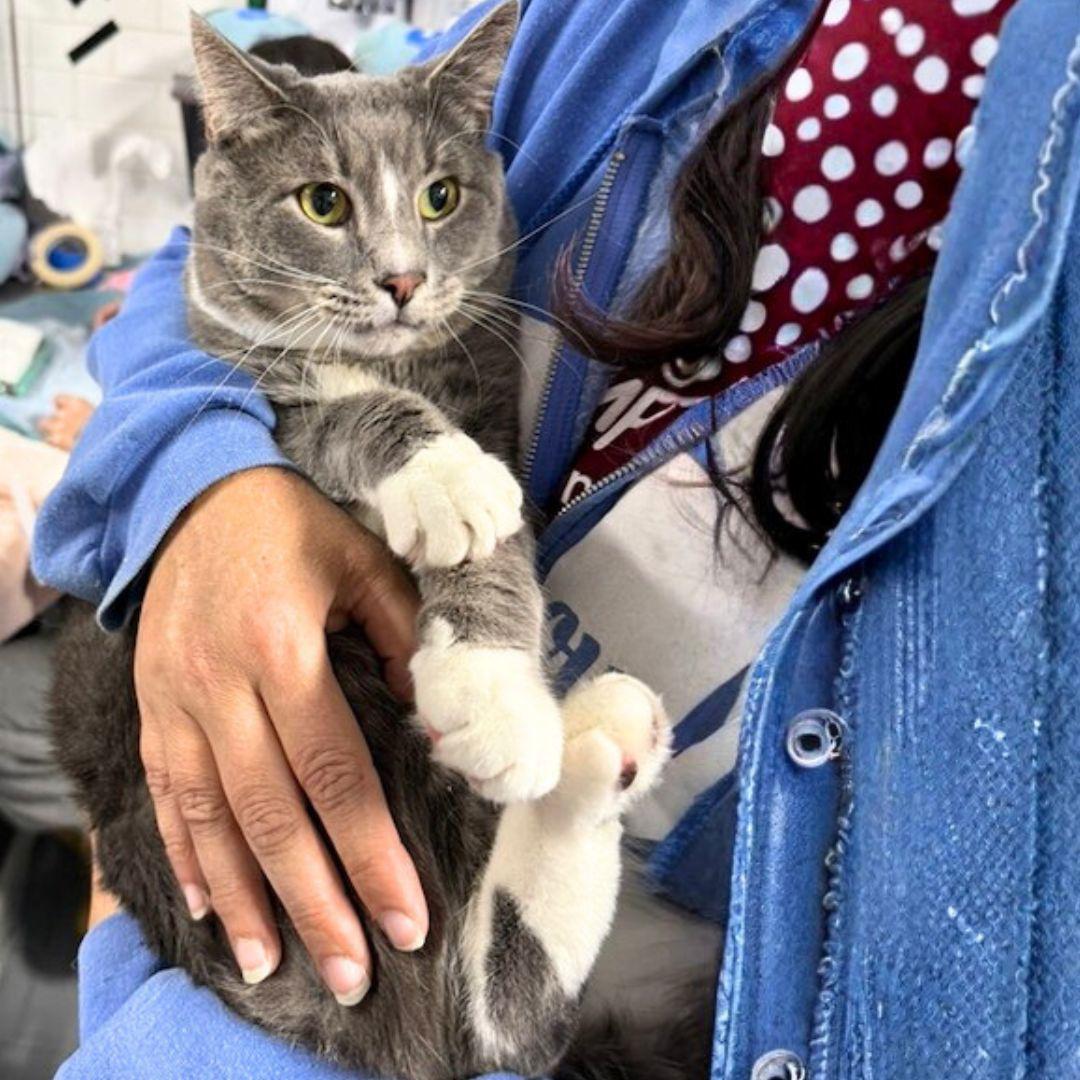 Enlarge Pink Floyd, a Adoptable Domestic Short Hair in Brooklyn, NY image 3/3