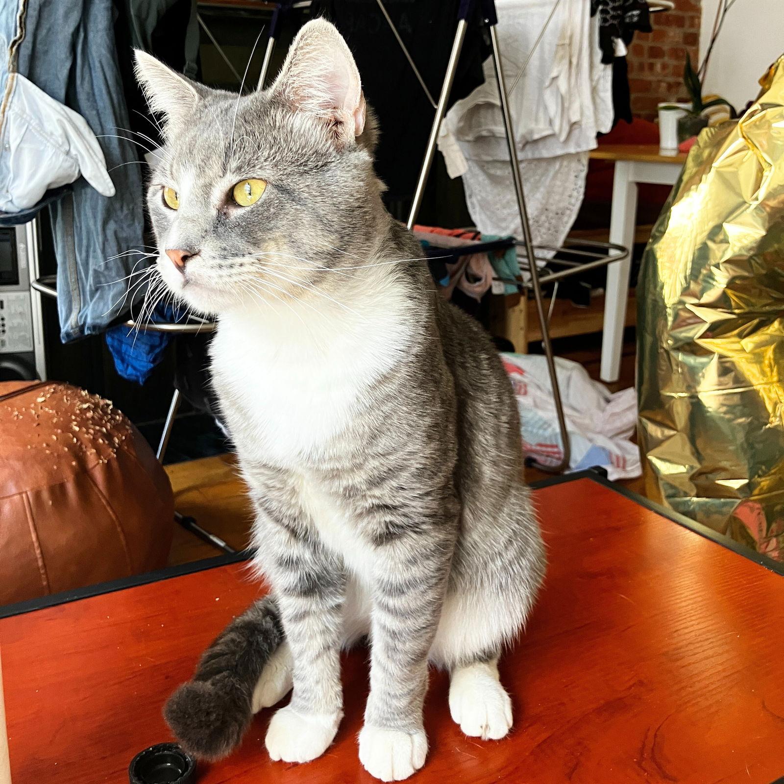 Enlarge Pink Francois, a Adoptable Domestic Short Hair in Brooklyn, NY image 2/3