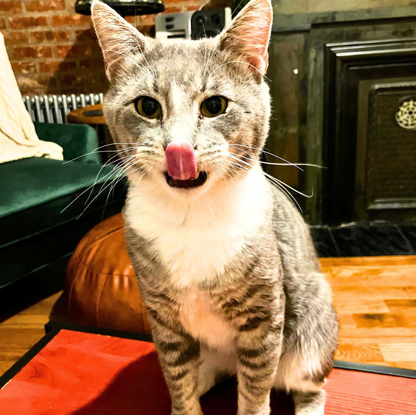 Enlarge Pink Francois, a Adoptable Domestic Short Hair in Brooklyn, NY image 3/3