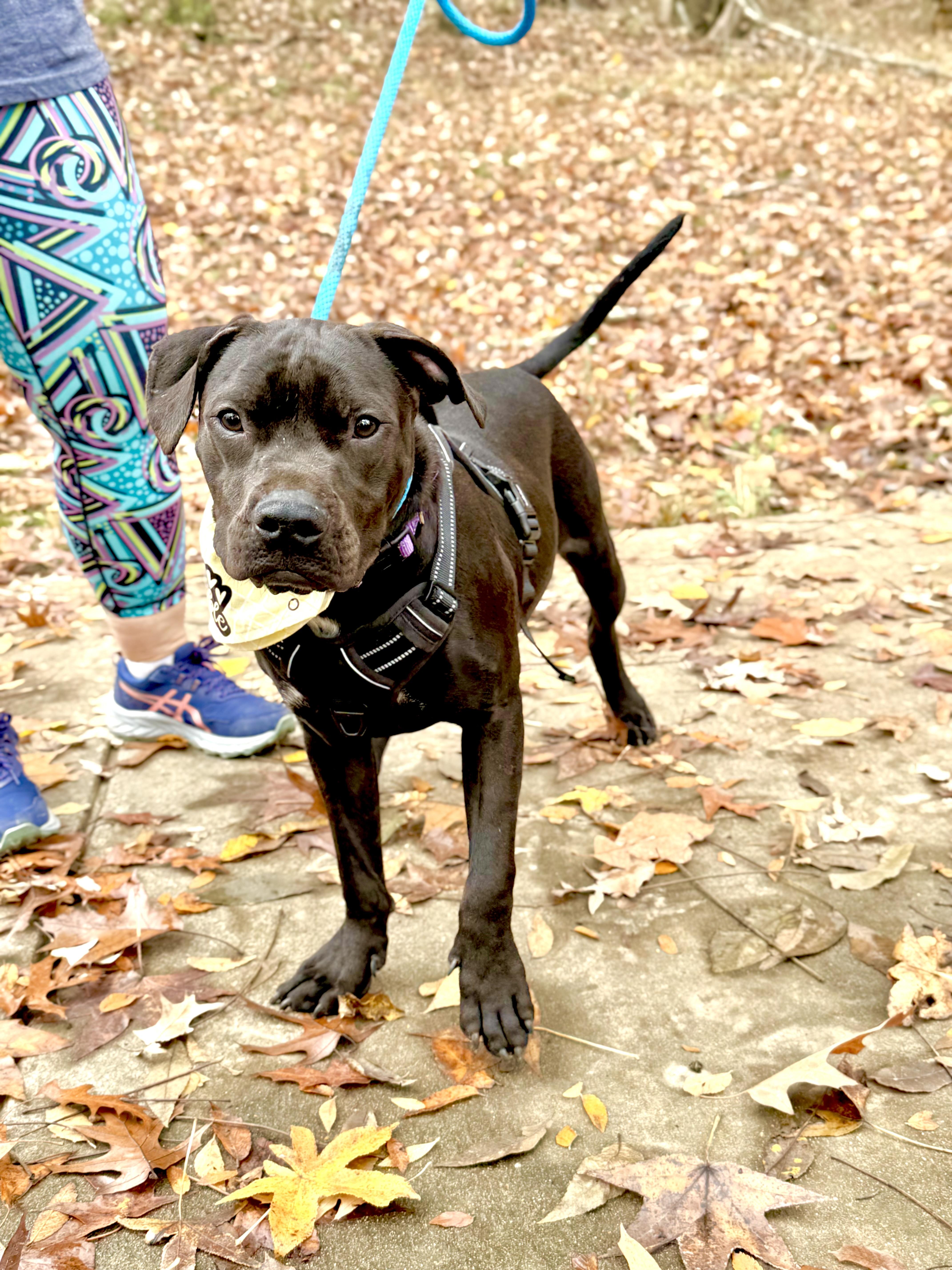 Enlarge Blueberry, an adopted Mixed Breed in Lawton, MI image 3/6