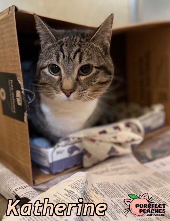 Katherine, Adoptable, Adult Female Domestic Short Hair.