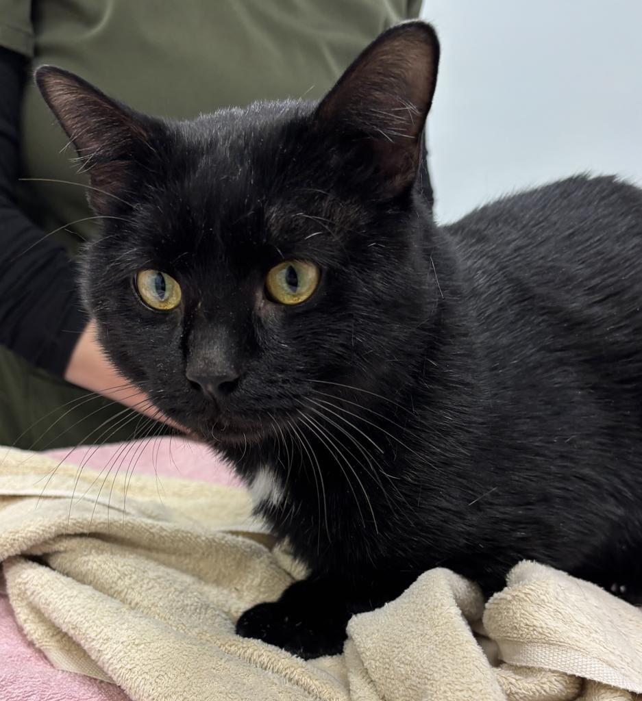 Seren, Adopted, Adult Male Domestic Short Hair.