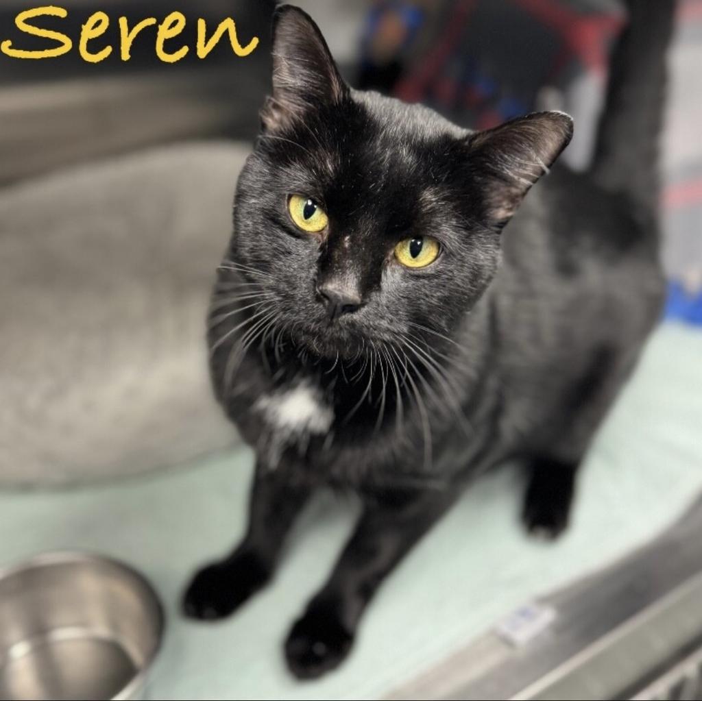 Enlarge Seren, a Adopted mixed breed in Saint Paul, MN image 2/2
