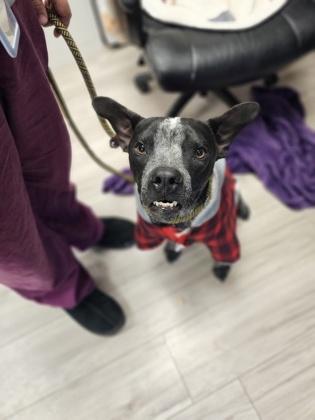 Stitch — thumbnail 3