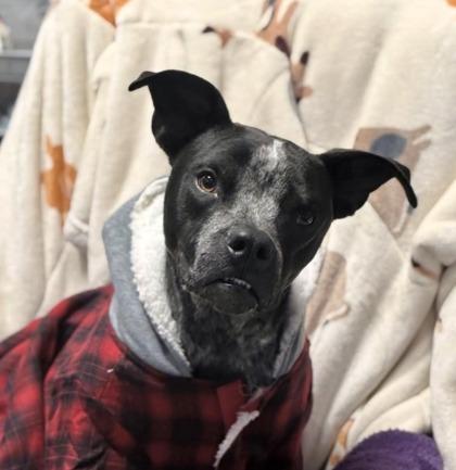 Stitch — thumbnail 4