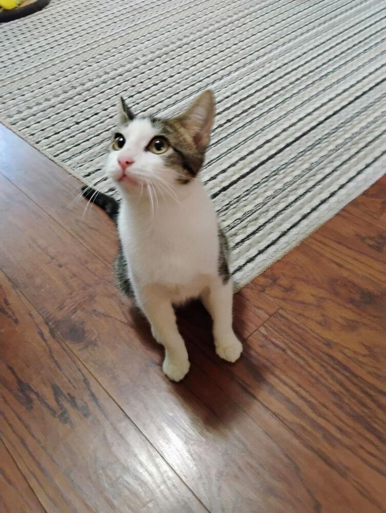 Taz, Adoptable, Kitten Male Domestic Short Hair.