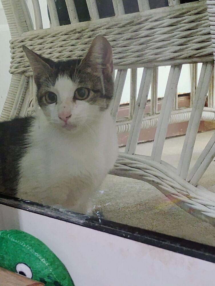 Taz, a Adoptable Domestic Short Hair in Saint Augustine, FL image 2/5