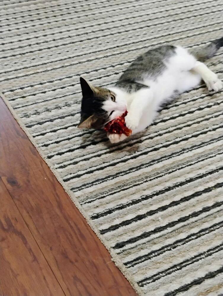 Taz, a Adoptable Domestic Short Hair in Saint Augustine, FL image 3/5