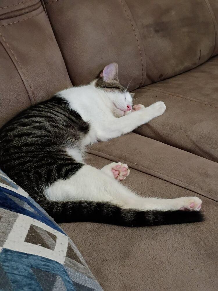 Taz, a Adoptable Domestic Short Hair in Saint Augustine, FL image 5/5