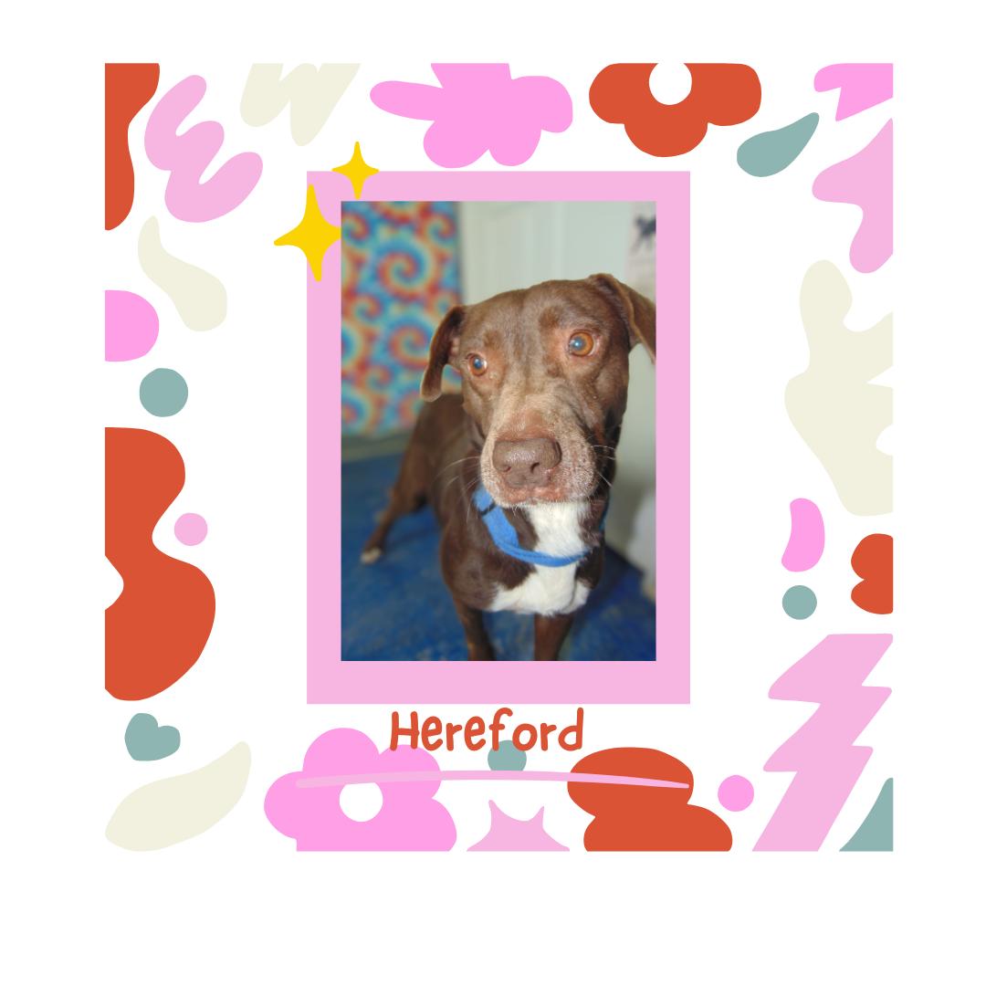 Hereford, Adoptable, Adult Female Pit Bull Terrier.