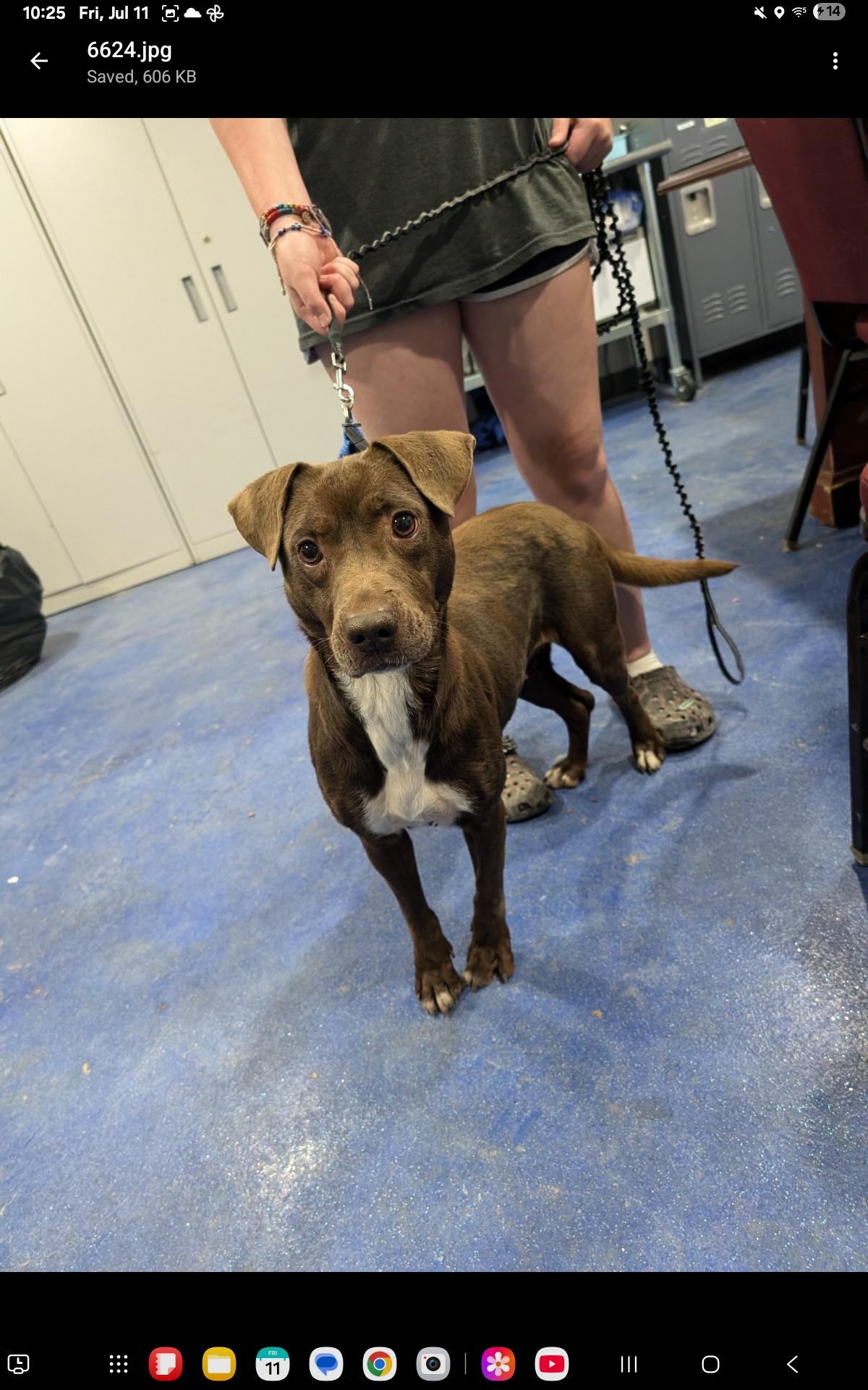 Enlarge Hereford, a Adoptable mixed breed in Anderson, TX image 2/2