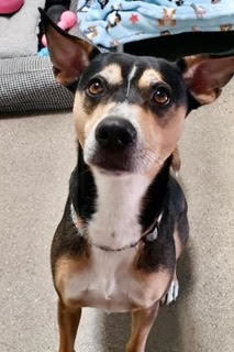 Enlarge Holly, a Adoptable Shepherd in Green Valley, AZ image 2/6