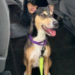 Enlarge Holly, a Adoptable Shepherd in Green Valley, AZ image 1/6