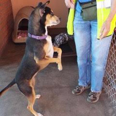 Enlarge Holly, a Adoptable Shepherd in Green Valley, AZ image 3/6