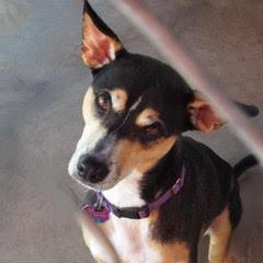 Enlarge Holly, a Adoptable Shepherd in Green Valley, AZ image 4/6