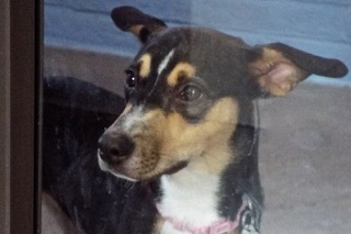 Enlarge Holly, a Adoptable Shepherd in Green Valley, AZ image 5/6