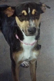 Enlarge Holly, a Adoptable Shepherd in Green Valley, AZ image 6/6