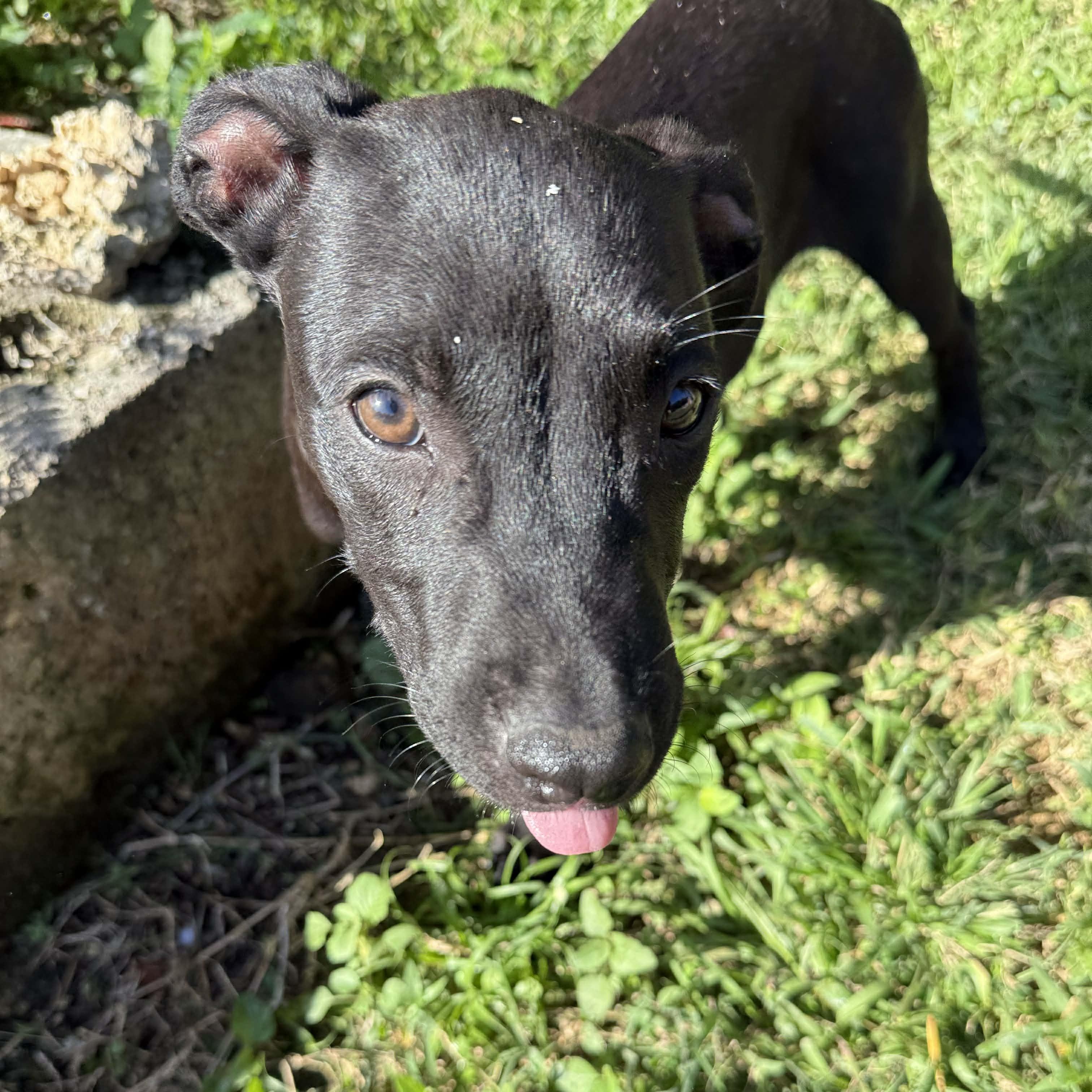 Enlarge Coal, a ADOPTABLE mixed breed in ISABELA, PR image 3/3