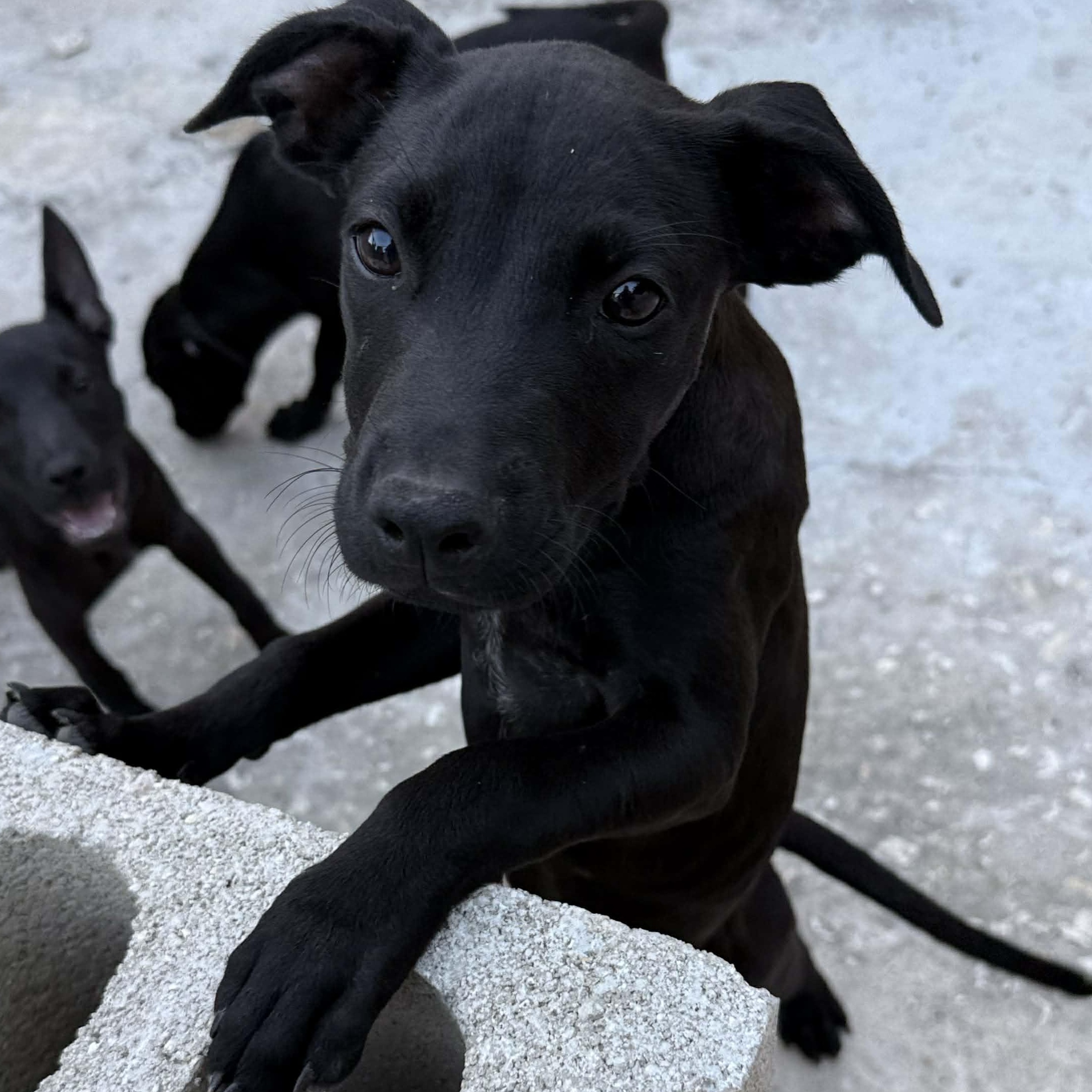 Enlarge Coal, a ADOPTABLE mixed breed in ISABELA, PR image 2/3