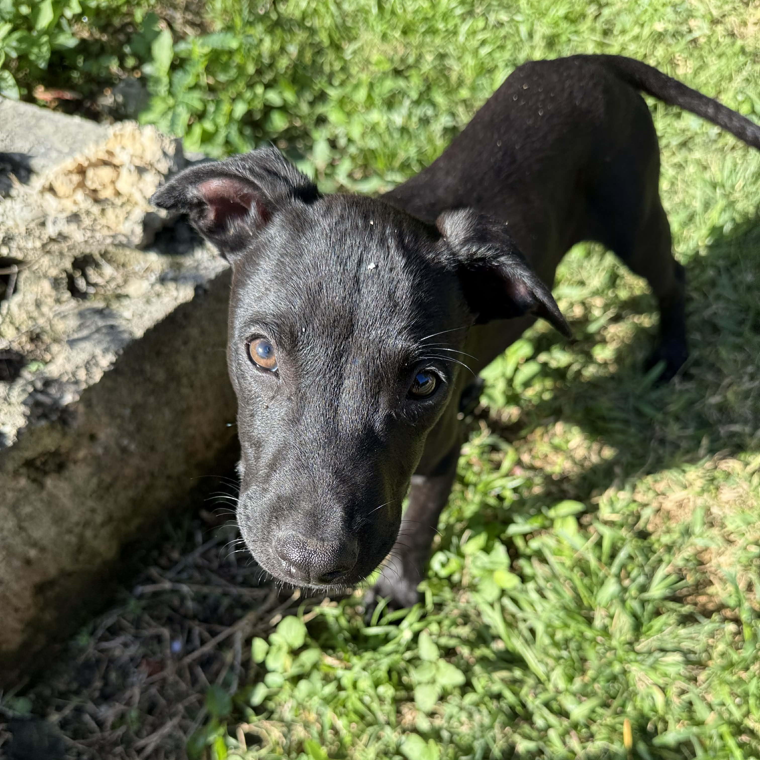 Enlarge Coal, a ADOPTABLE mixed breed in ISABELA, PR image 1/3