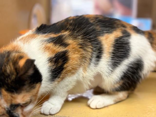 Enlarge CINAMMON. , an adopted Calico in Bethesda, MD image 4/4