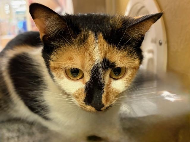 CINAMMON. , adopted, Adult Female Calico.