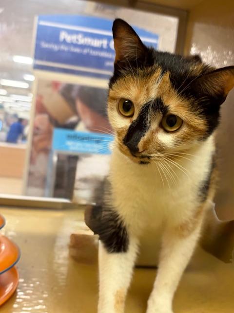 Enlarge CINAMMON. , an adopted Calico in Bethesda, MD image 3/4