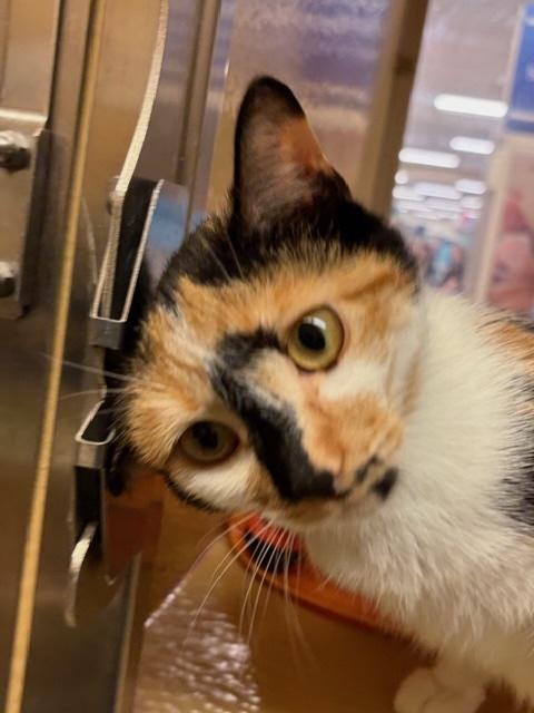 Enlarge CINAMMON. , an adopted Calico in Bethesda, MD image 2/4