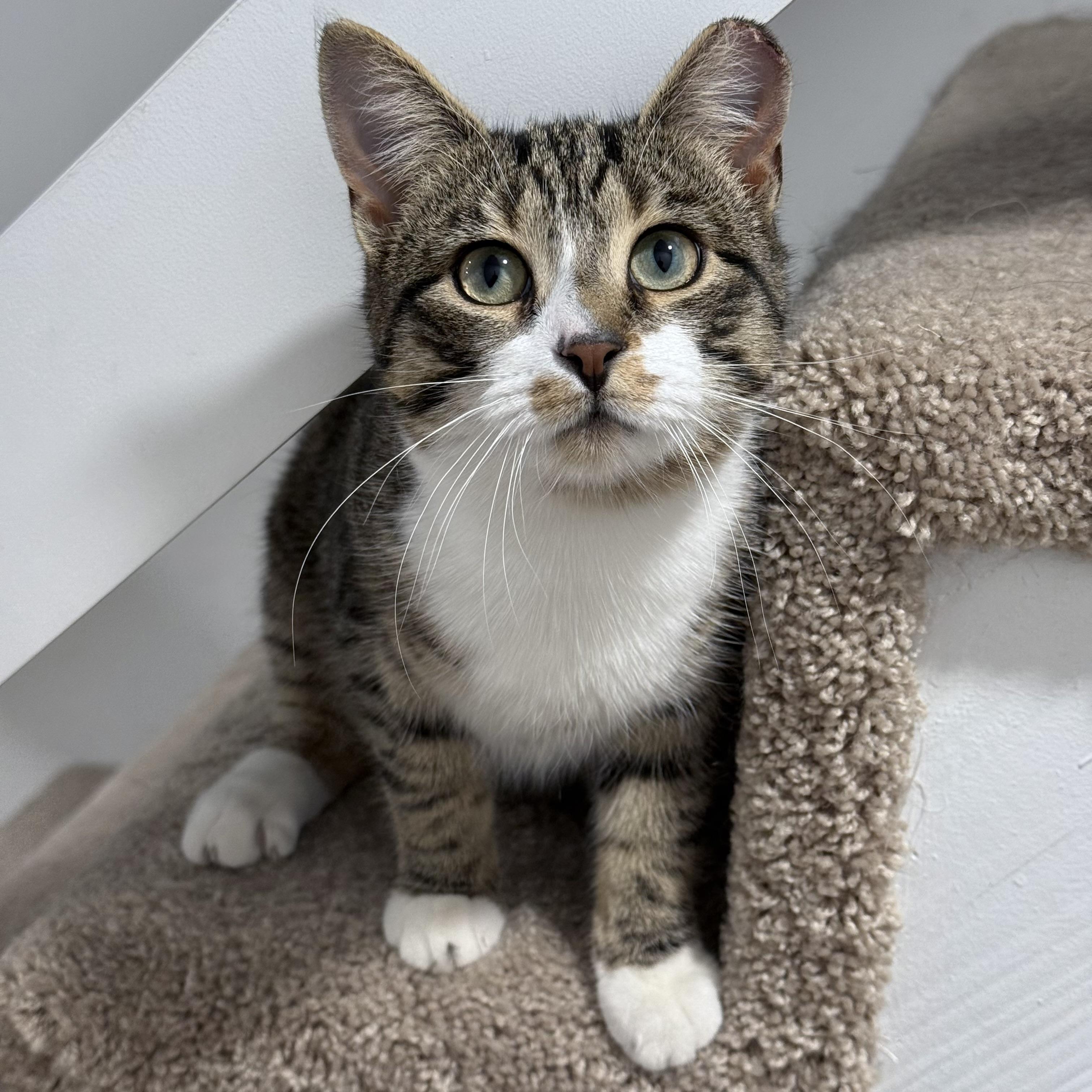 O'Malley, Adoptable, Kitten Male Domestic Short Hair.