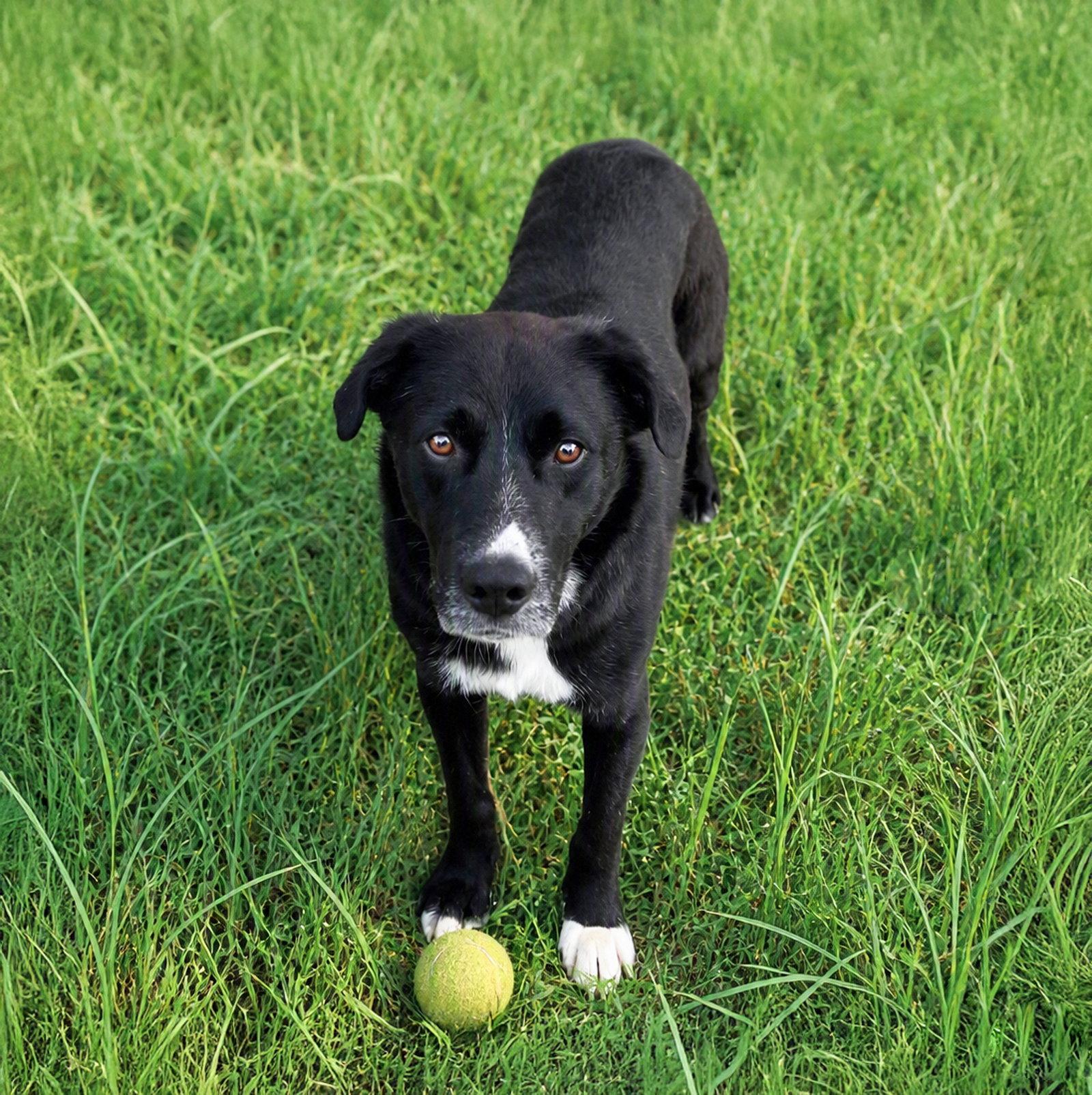 Mack, Adoptable, Young Male Labrador Retriever.