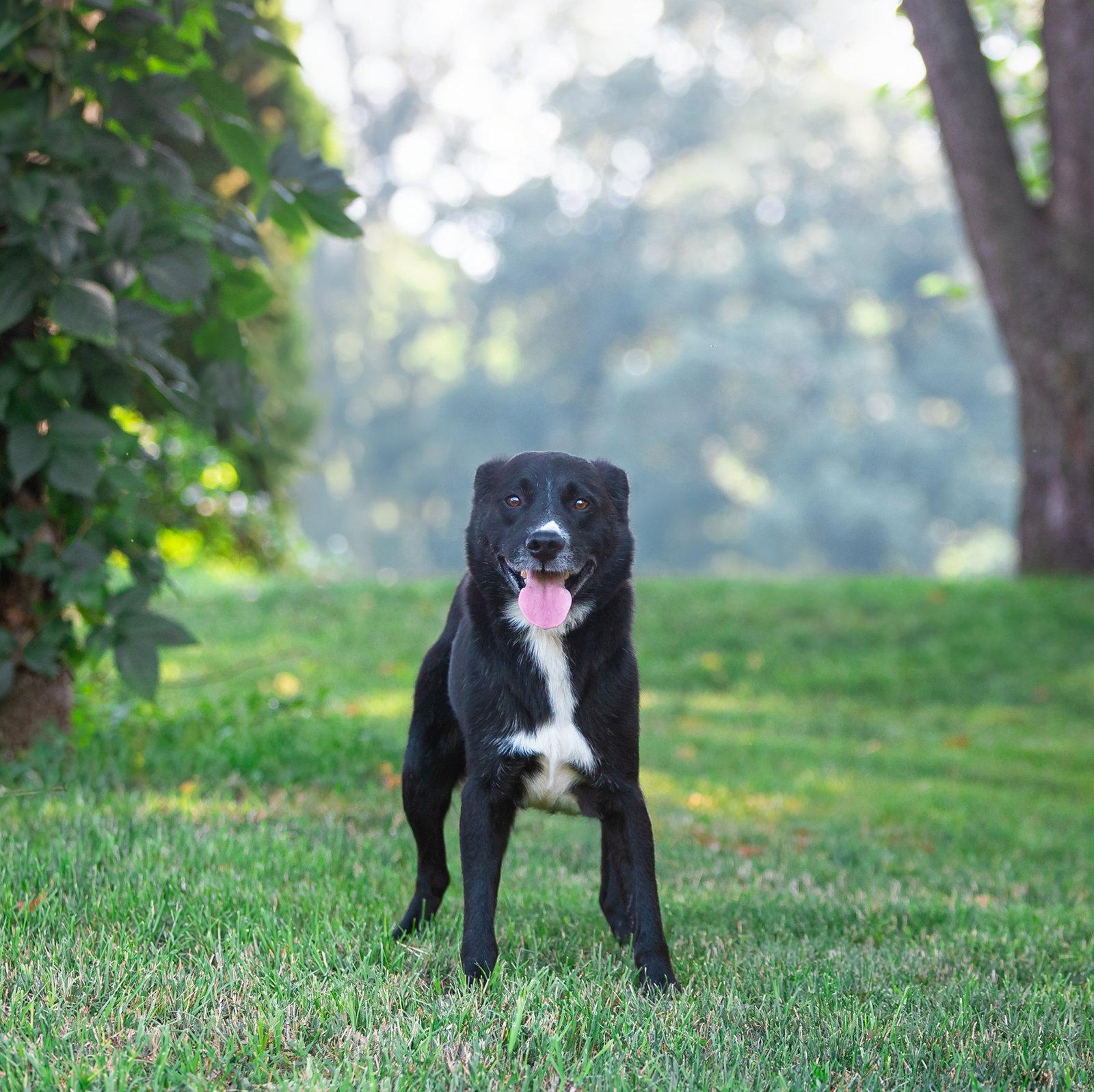 Enlarge Mack, a Adoptable Labrador Retriever in Coatesville, PA image 2/2