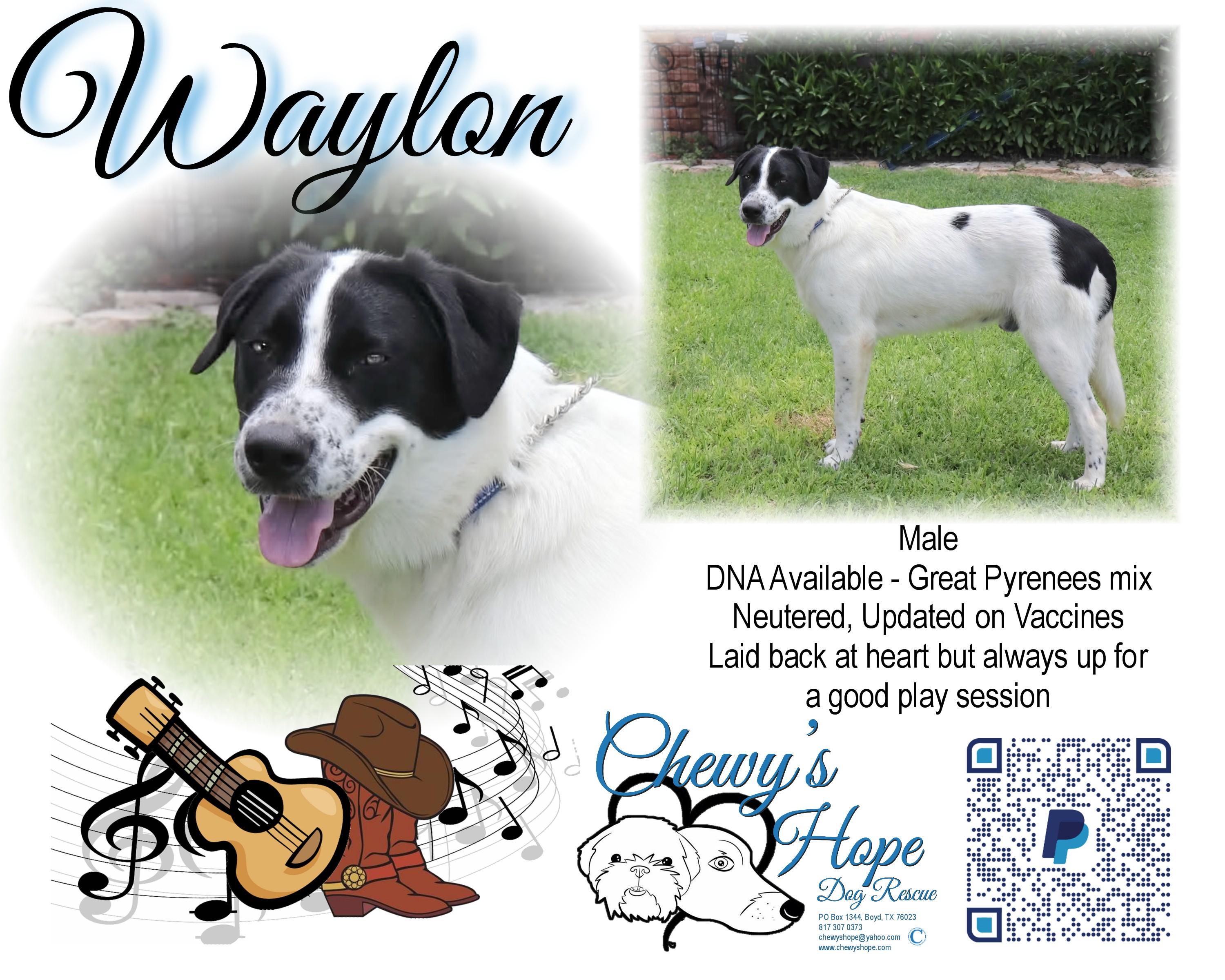 Enlarge Waylon, a Adoptable mixed breed in Boyd, TX image 1/1