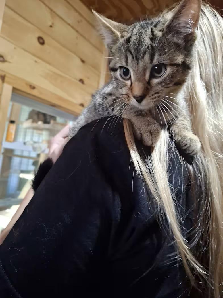 Crackerjack, Adoptable, Kitten Male Domestic Short Hair.