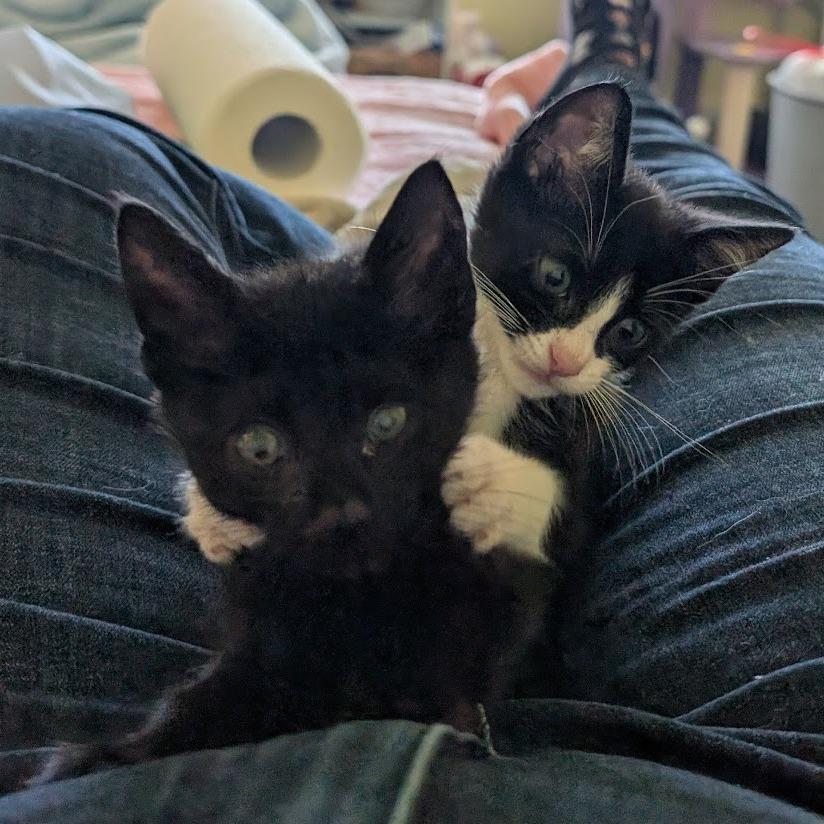 Zumi Zooma 16 — thumbnail 3