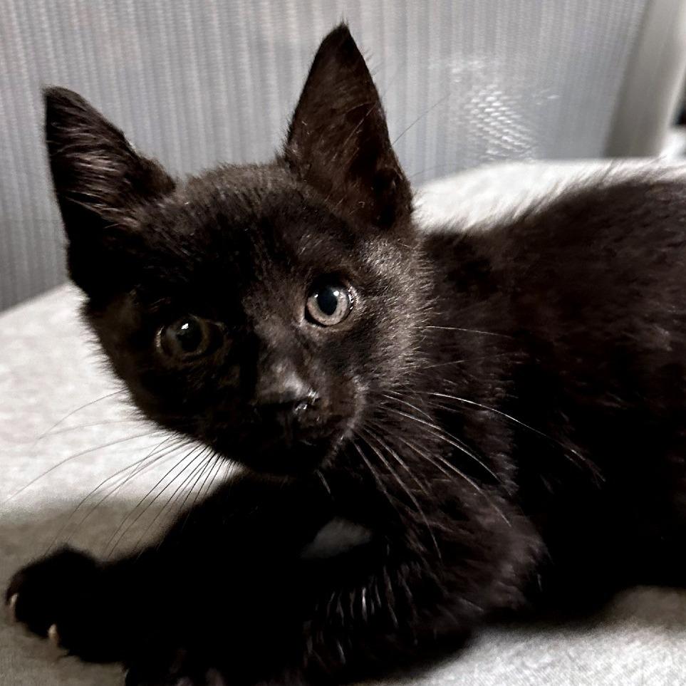 Zumi Zooma 16 — thumbnail 4