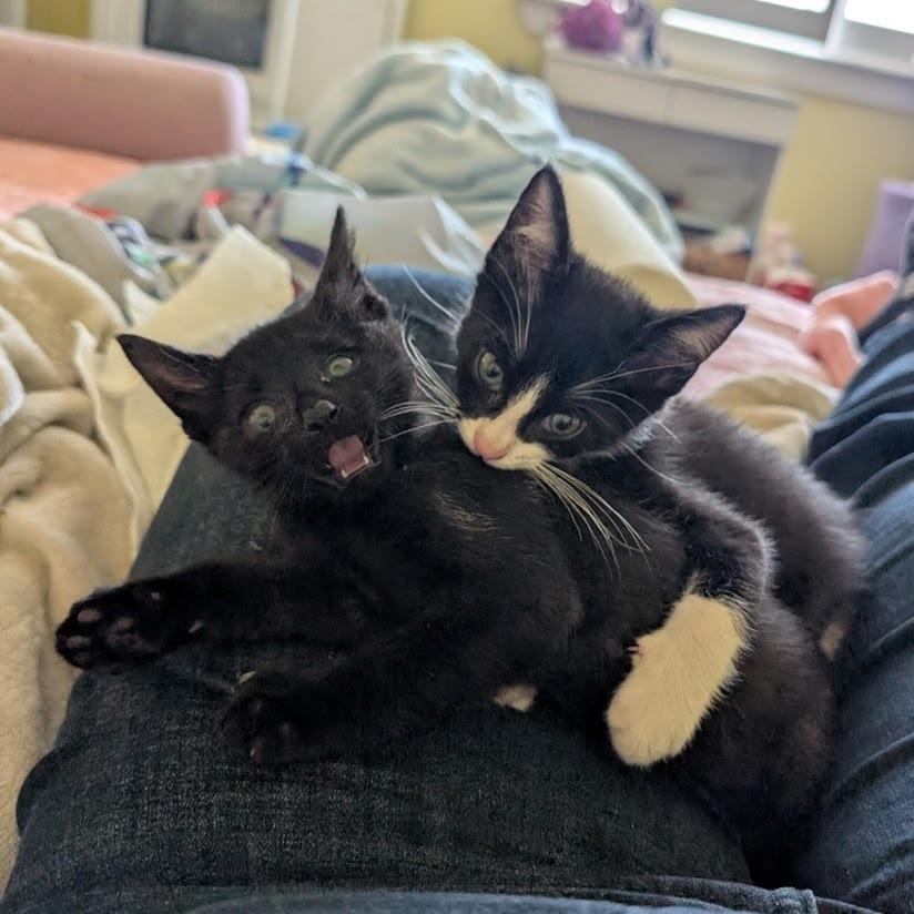 Zumi Zooma 16 — thumbnail 5